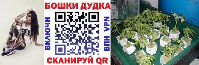 Купить  Отрадная  Бошки Шишки тримм 